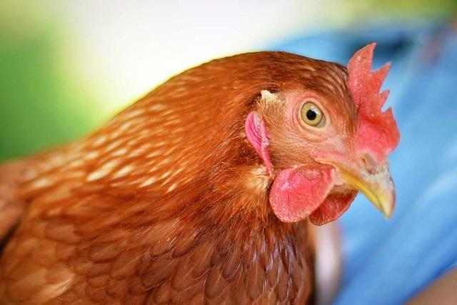 Leih dir ein Huhn: In Oberried lässt sich Geflügel mieten