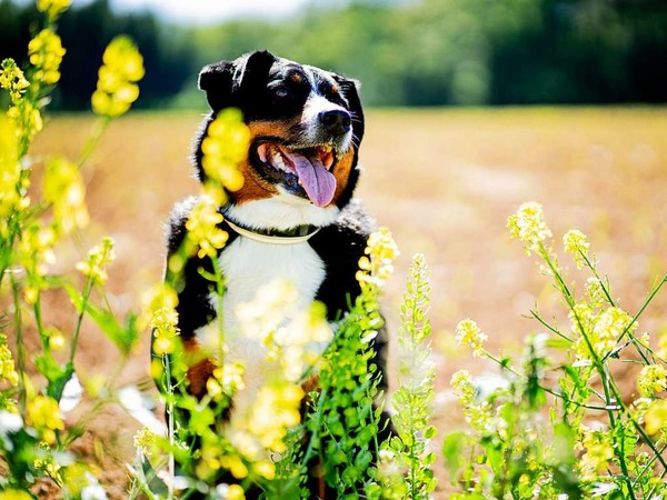 Anneliese Bernauer's Hund Sam geniet den Duft der Sommerblumen.