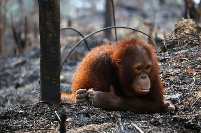 Der Orang-Utan gehrt zu den vom Aussterben bedrohten Tierarten.  | Foto: BOS (dpa)
