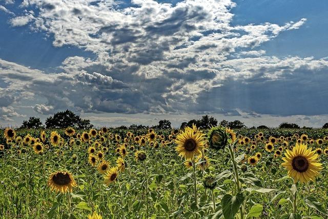 Die hohe Zeit der Sonnenblumen