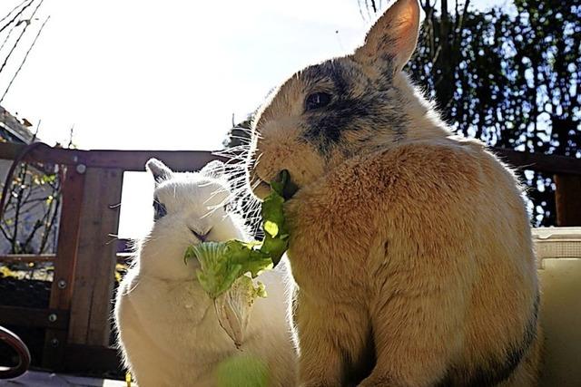 Kaninchen im Sonnenschein