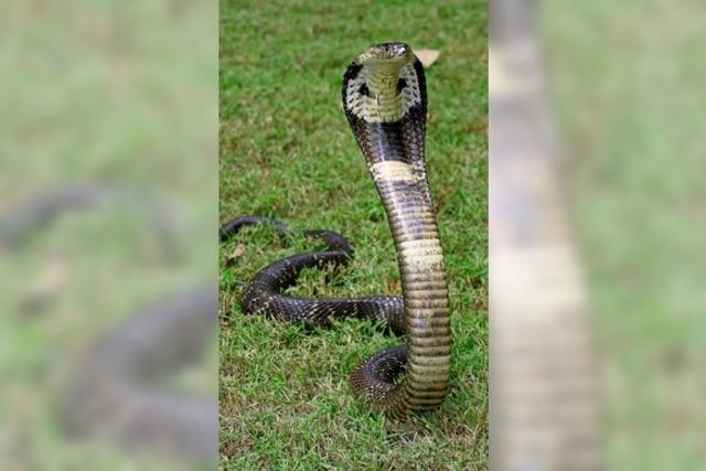 Kobra hält Nachbarn in Atem