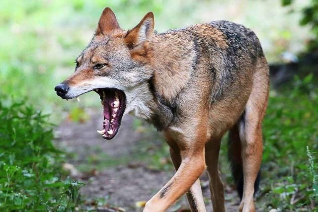 Im Tierpark Lange Erlen soll ab 2021 eine Wolfsanlage gebaut werden