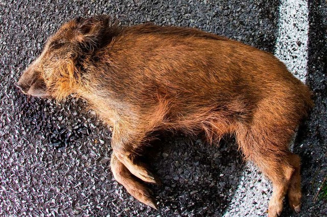 Fnf Wildschweine wurden auf der B34 beim Lachengraben bei einem Unfall gettet.  | Foto: Patrick Pleul