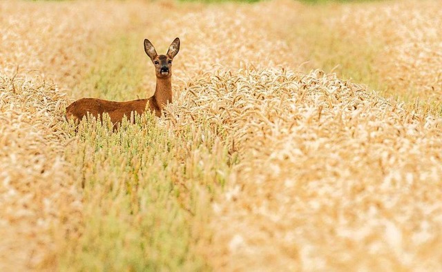 Ein Reh in einem Getreidefeld (Symbolbild)  | Foto: Mohssen Assanimoghaddam