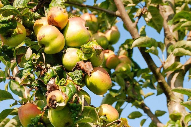 Die Streuobstwiese ist ein Naturkreisl...t das Streuobst auf vielfltige Weise.  | Foto: Maja Tolsdorf