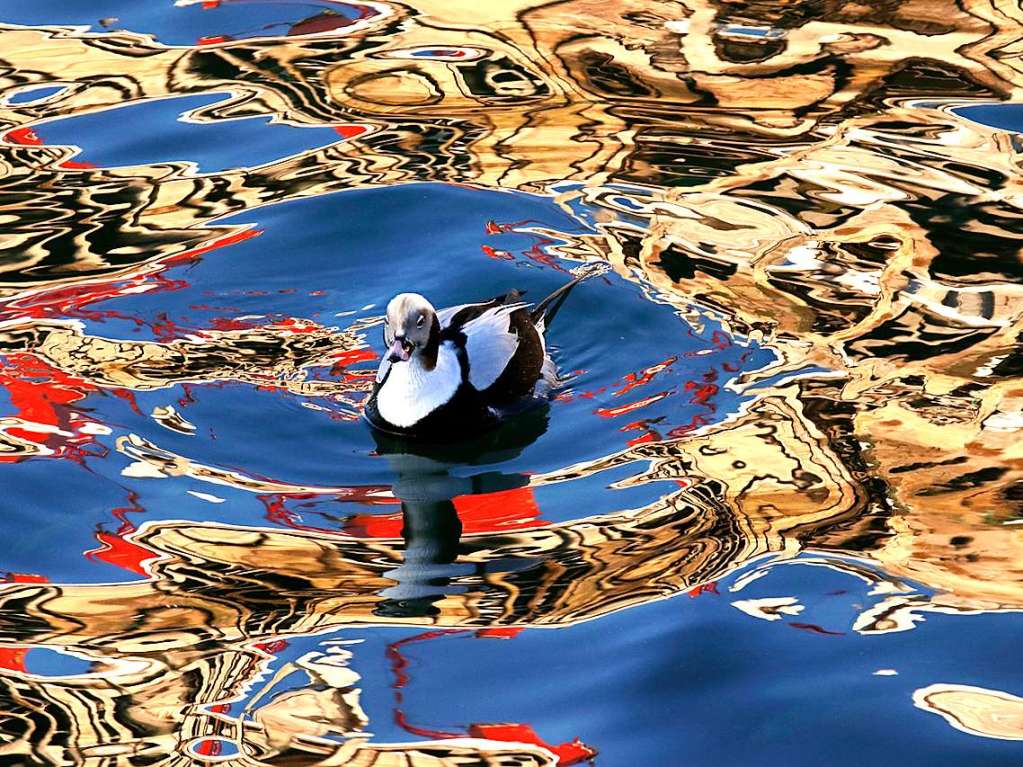 Dieses Foto hat beim Wettbewerb „Bird Photographer of  Year“ Bronze gewonnen. Entstanden ist es in einem Hafenbecken im Norden Norwegens. 