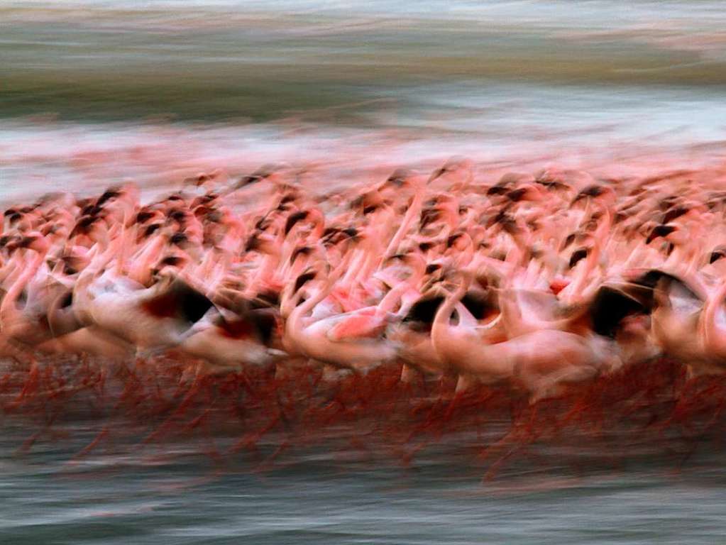 Flamingos, Walvis Bay, Namibia. Das Foto war im September 2015 als Teil einer Ausstellung  im belgischen Namur. 