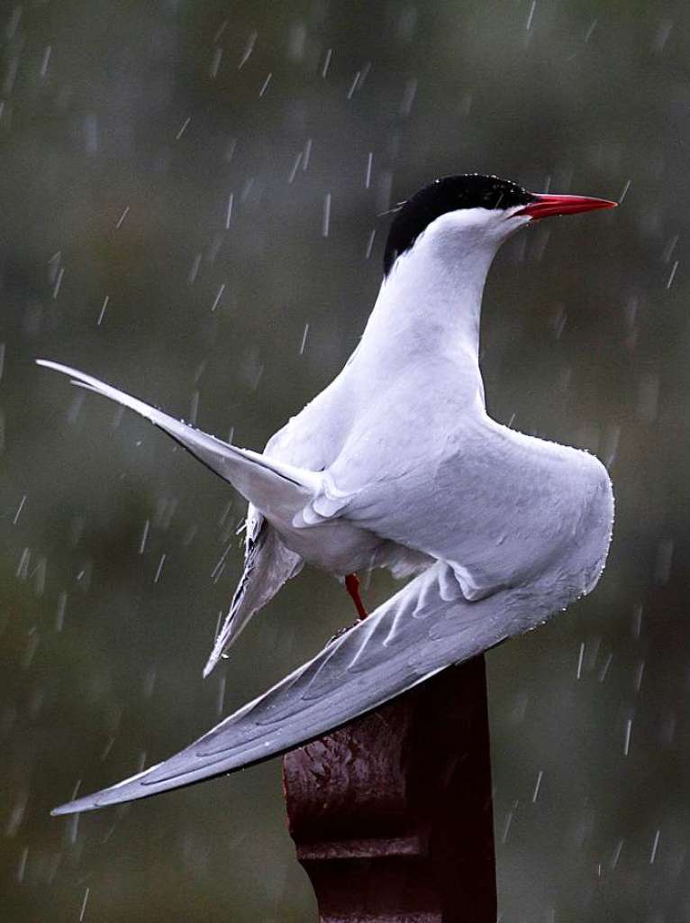 Kstenseeschwalbe, Farne Islands, Nordengland