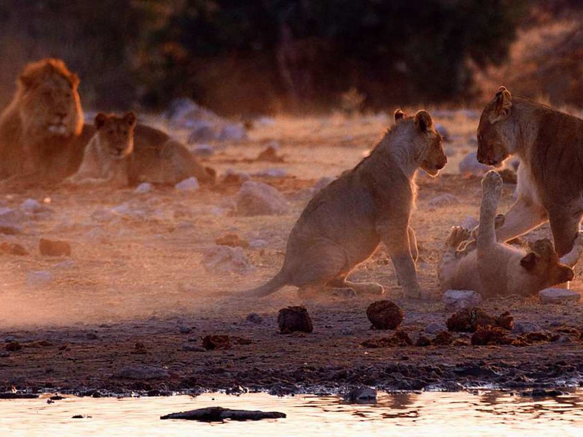 Lwen, aufgenommen in Etosha, Namibia