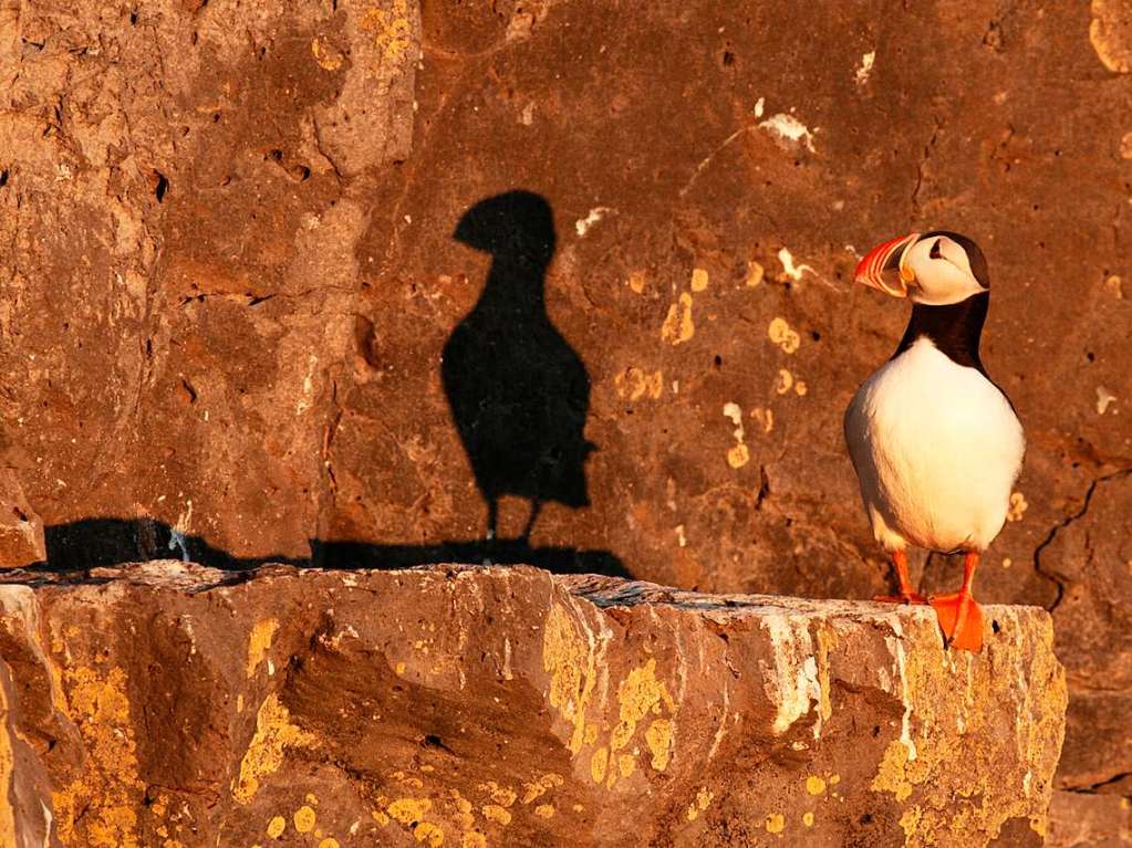 Doppelter Papageientaucher, Latrabjarg, Island;  im Herbst 2012 war das Foto in Namur ausgestellt