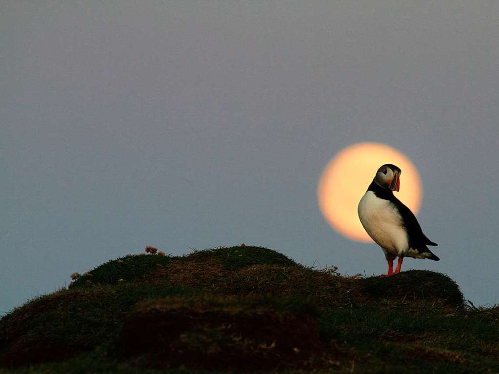 Papageientaucher im Mond, aufgenommen in Latrabjarg, Island