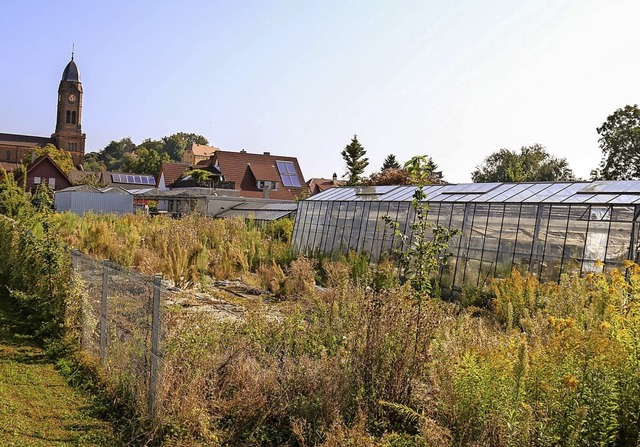 Auf dieser Flche sollen Wohnhuser entstehen.   | Foto: Sandra Decoux-Kone