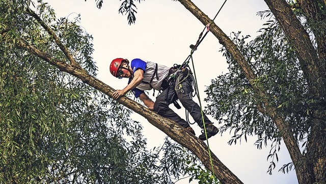 Allerhand Kletteraktionen werden bei d... in Bad Bellingen zu beobachten sein.   | Foto: Firma Drayer