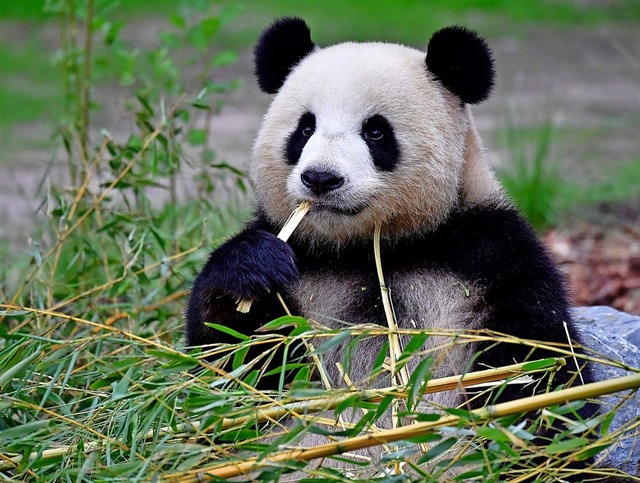 Panda-Dame  Meng Meng ist schwanger &#8211; endlich.  | Foto: TOBIAS SCHWARZ (AFP)