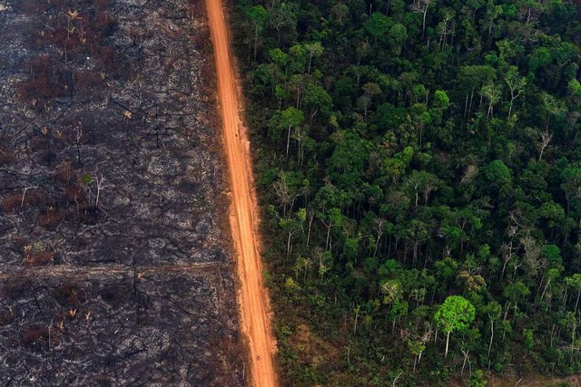 Blick auf ein Waldgebiet in Brasilien,...lumbien sind von den Feuern betroffen.  | Foto: Victor R. Caivano (dpa)