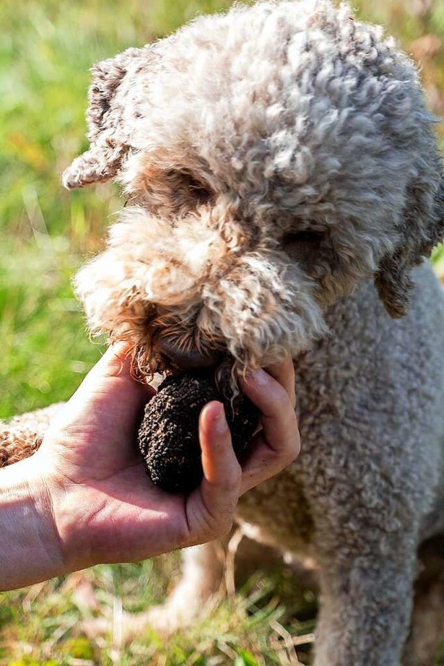 Gefunden! Ein Trffelhund schnuppert an einem der wertvollen Pilze.  | Foto: Peter Steffen (dpa)