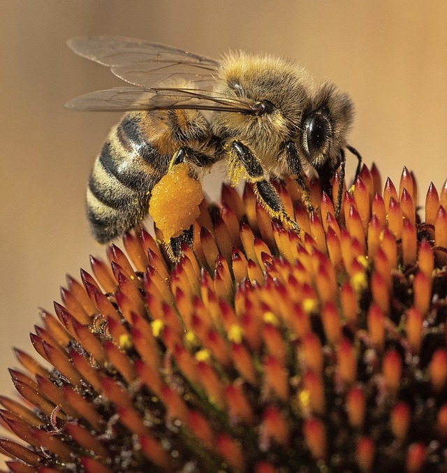 Sorgt derzeit fr Diskussionsstoff: die Biene  | Foto: Robert Michael (dpa)