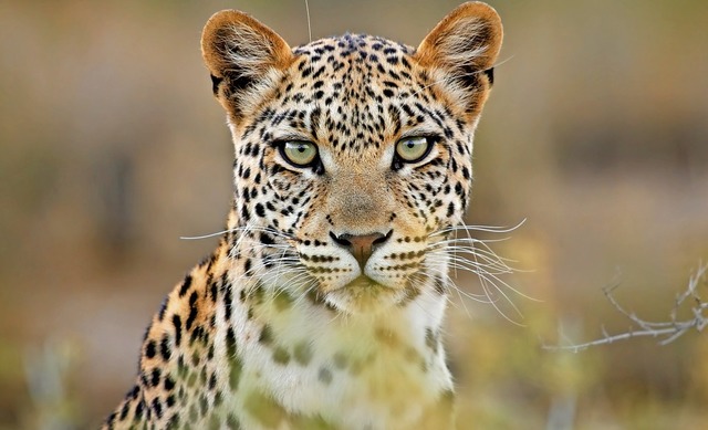 Der Leopard zhlt zu einer der 142 Tie...es auf die Schutzliste gestellt haben.  | Foto: Nico Smit