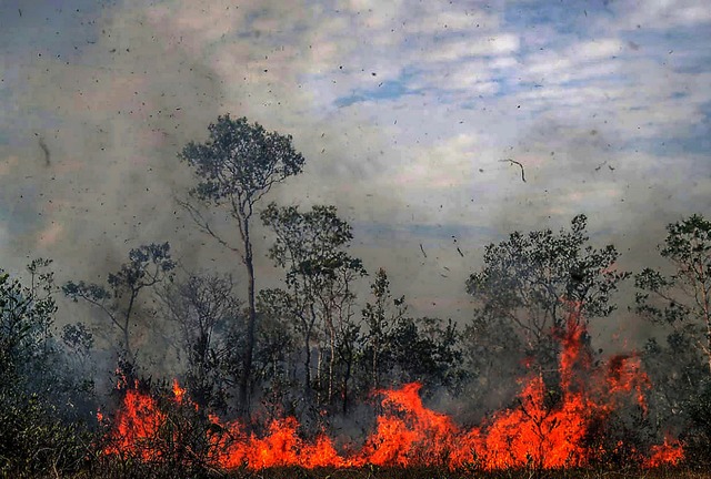 In mehreren Lndern am Amazonas breiten sich die Feuer aus.     | Foto: Xinhua (dpa)