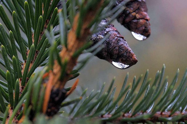 Regentropfen an einem Tannenzweig. Je ...der mit weien Wachsstreifen versehen.  | Foto: Matthias Hiekel
