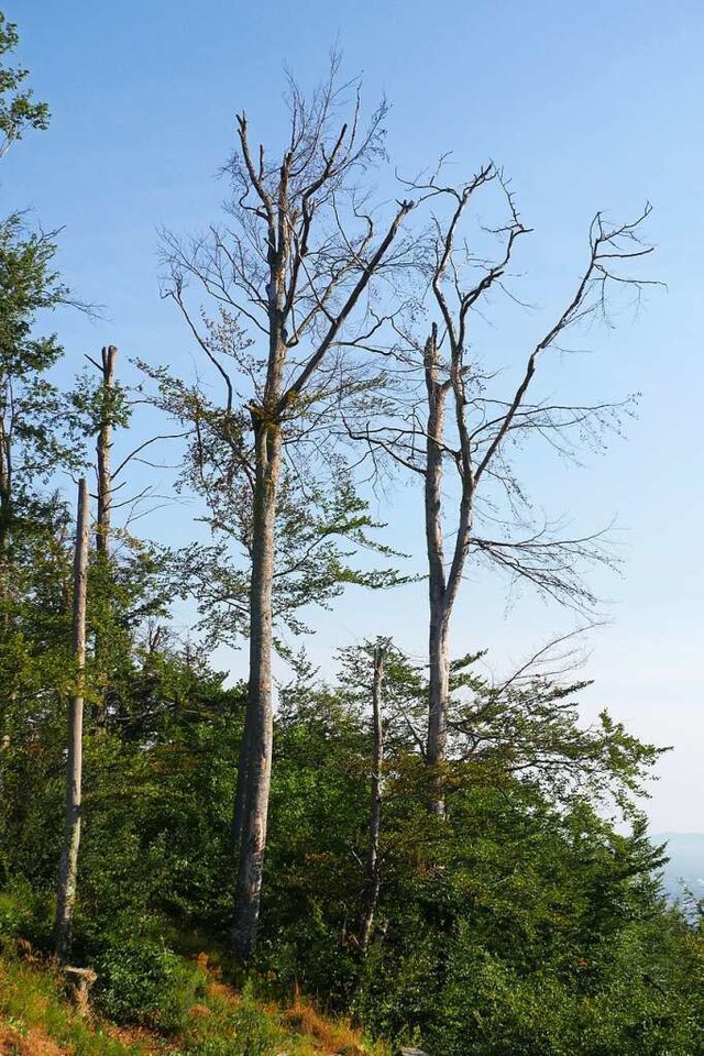 Kaputte Buchen am Schnberg  | Foto: Jannik Jrgens