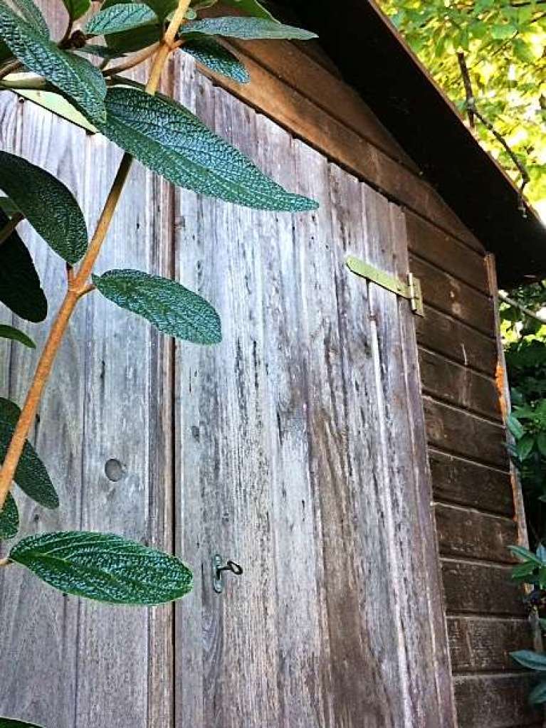 Tre unseres Gerteschuppens im „Gelnde“ am Haus, Aufnahme vom 26.8.2019.