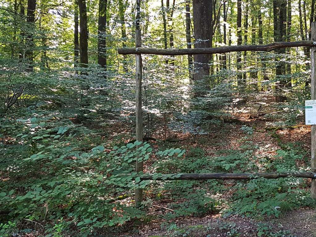 Aufgenommen im Rttler Wald.