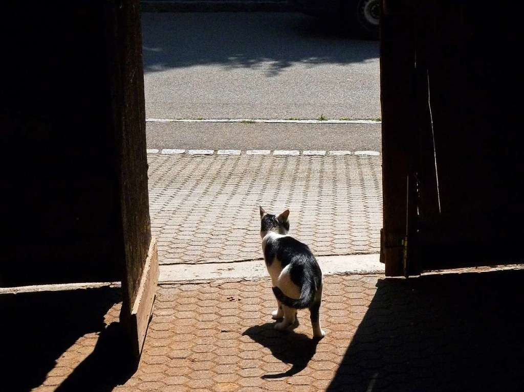 Die Katze geht durchs Tor zum Licht.