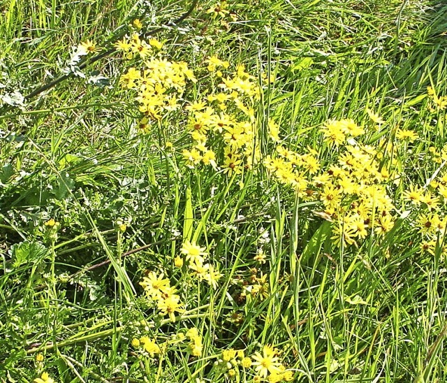 Eine schne Blume, die aber   giftig i... Pferde und Khe gelten als gefhrdet.  | Foto: Gerd Sutter