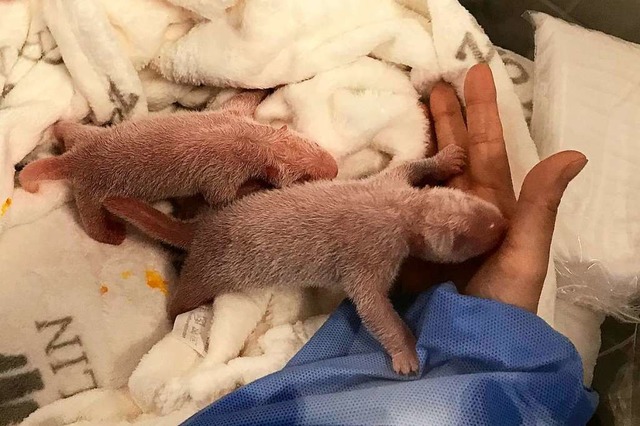 Die neugeborenen Panda-Zwillinge sind bei der Erstversorgung im Zoo Berlin  | Foto: Zoo Berlin (dpa)