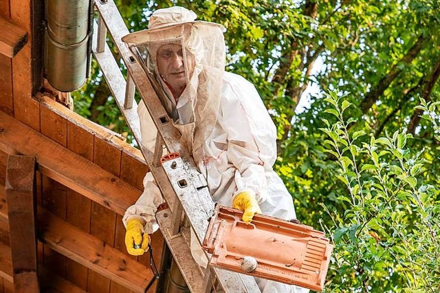 Wenn sich Wespen im Dach eines Hauses ansiedeln, muss ein Experte helfen.  | Foto: Hubert Gemmert