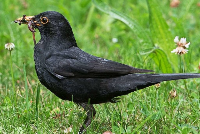 Wo bleiben die Amseln?  | Foto: Stefan Sauer (dpa)