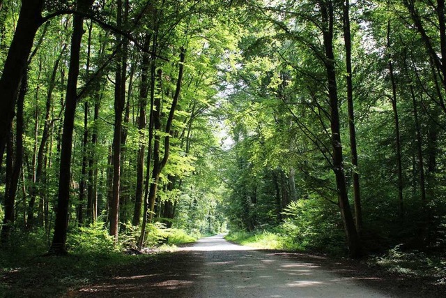 Wald bei Efringen-Kirchen   | Foto: Victoria Langelott