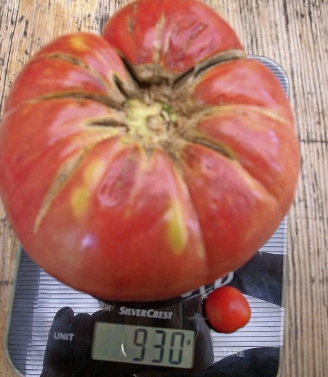 Ganze 930 Gramm wiegt diese &#8222;Brandywine glicks&#8222; Tomate.  | Foto: Gnter Minklei