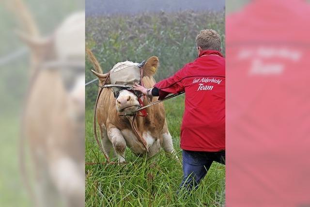 Die Rebellin unter den Rindern ist tot