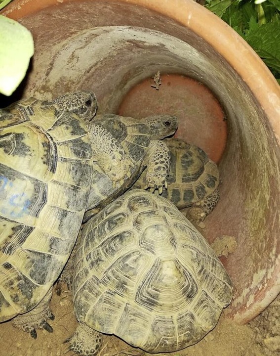 &#8222;Rückt zusammen, Freunde&#8220;.... sammeln sich diese vier Schildkröten.  | Foto: Anke Rotzler