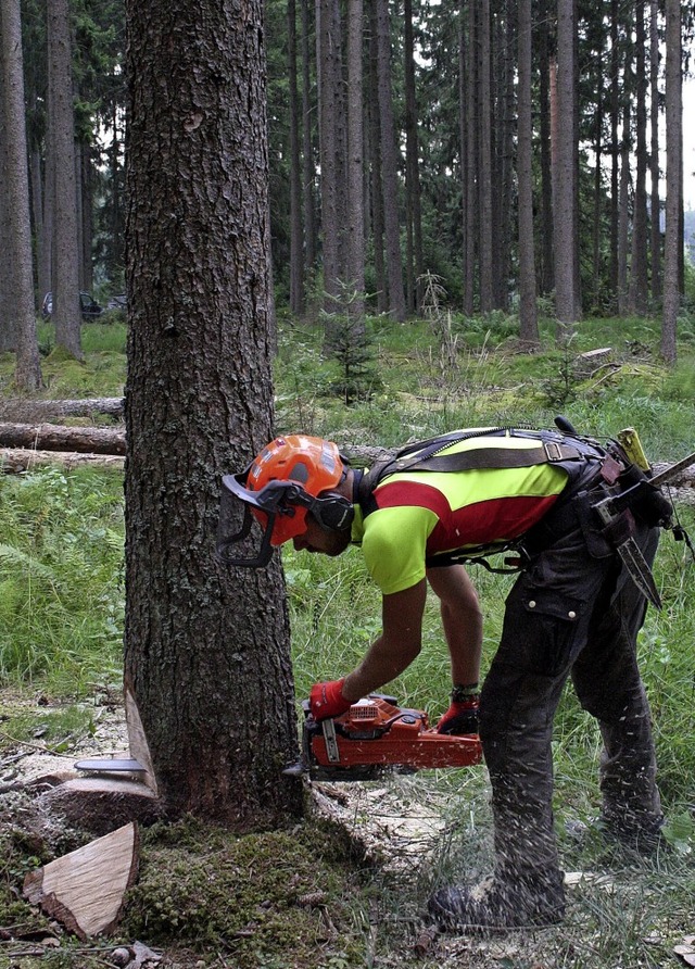 Befallene Bume werden mglichst schnell gefllt.   | Foto: Karl Meister