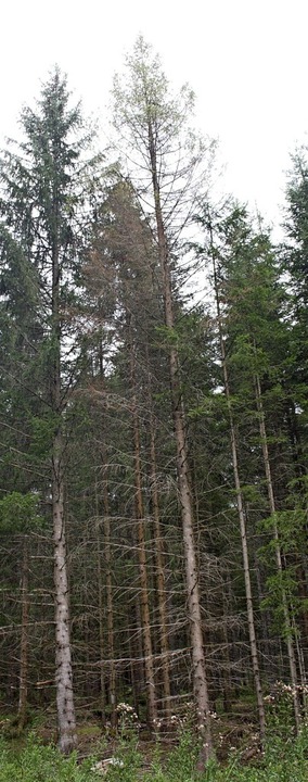 Gut sichtbar: Eine vom Borkenkäfer bef...m Löffinger Stadtwald verliert Nadeln.  | Foto: Karl Meister