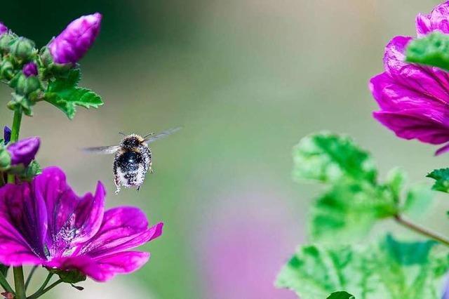 Kabinett beschließt Programm für mehr Insektenschutz
