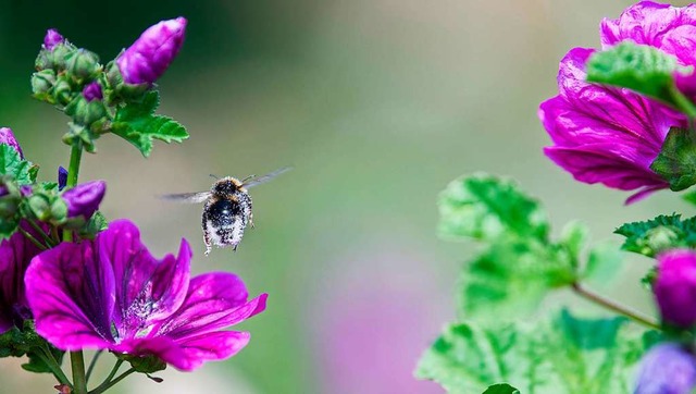 Die Lebensbedingungen fr Hummel, Biene und Co. sollen sich verbessern.  | Foto: Sebastian Gollnow