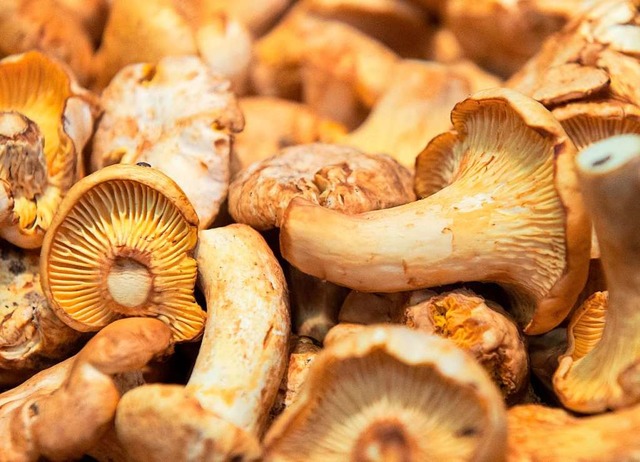 Mehr als drei Kilo Pfifferlinge und St...in Schweizer im Schwarzwald gesammelt.  | Foto: Andrea Warnecke (dpa)