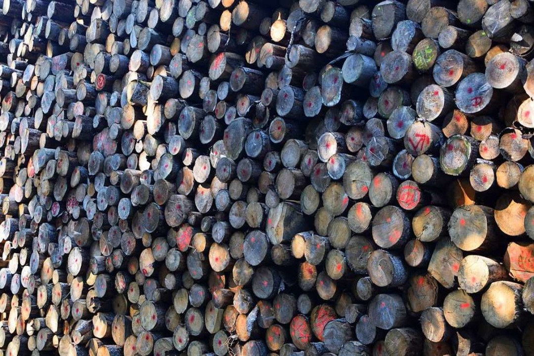Wohin mit all dem Käferholz, nachdem d...n Holz ließ die Verkaufspreise sinken.  | Foto: Ulrike Jäger