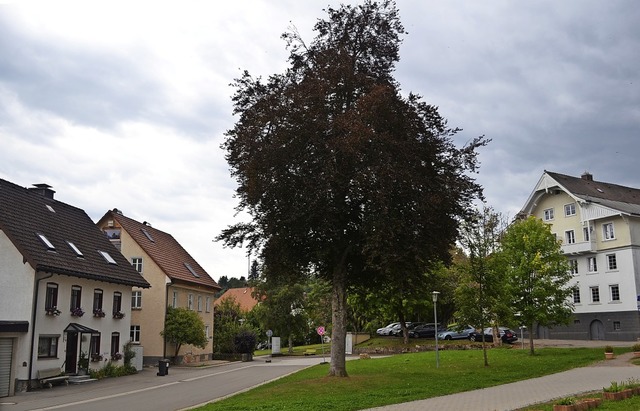 Die Rotbuche prgt den Platz, der in d...riedenweiler umgestaltet werden soll.   | Foto: Liane Schilling