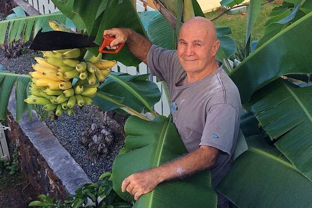 Karl Ketterer am hauseigenen Bananenbaum auf Hawaii  | Foto: Helga Ketterer