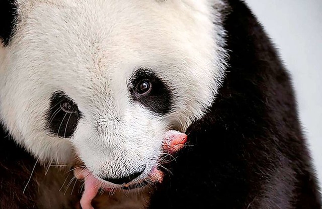 Die Pandamama aus dem Berliner Zoo trgt ihr winziges Baby im Maul.  | Foto: Werner Kranwetvogel (dpa)