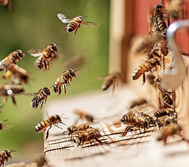 Es gibt immer weniger Bienen.  | Foto: Florian Zimmer-Amrhein (dpa)