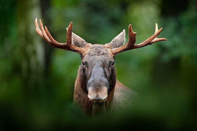 300.000 Schweden gehen nun auf die Elchjagd