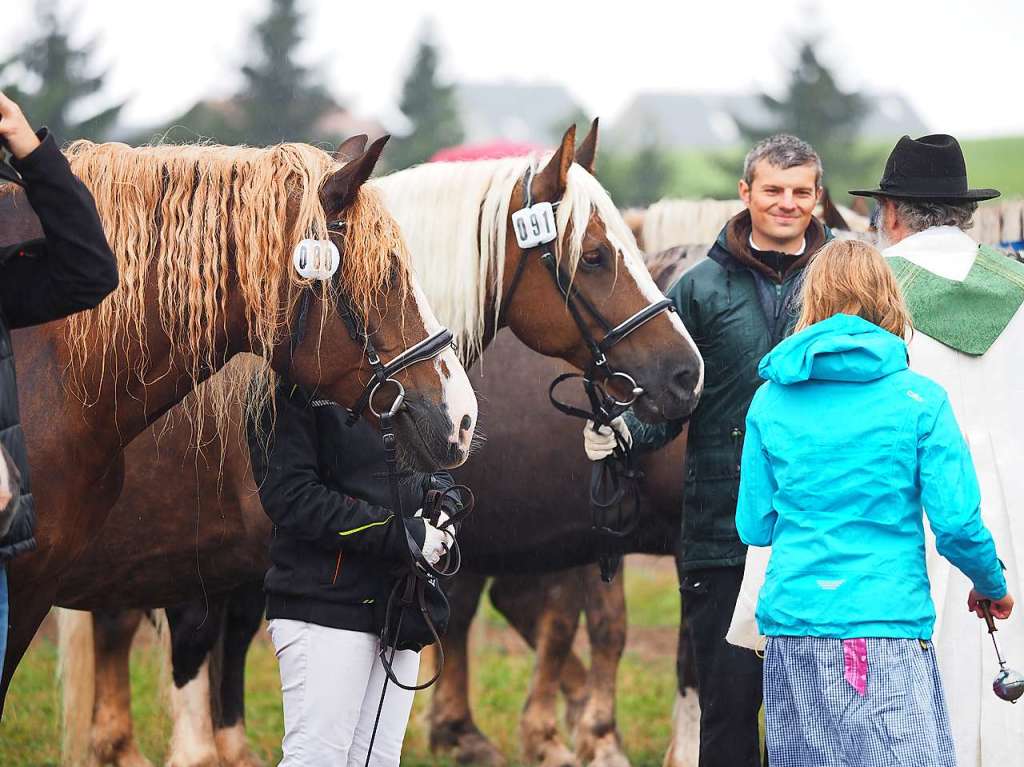 Whrend beim Rossfest vor drei Jahren die Sonne vom Himmel lachte, regnete es in diesem Jahr in Strmen. Dennoch kamen etliche Zuschauer zu Prmierungen, Showprogramm und dem traditionellen Festumzug.