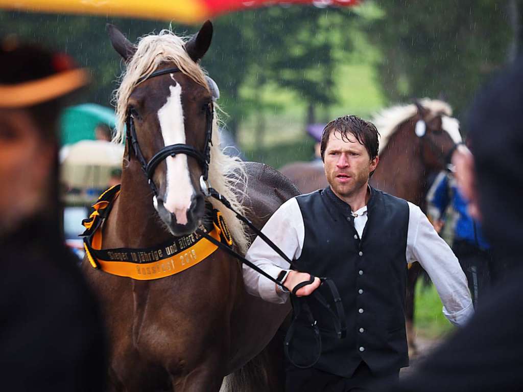 Whrend beim Rossfest vor drei Jahren die Sonne vom Himmel lachte, regnete es in diesem Jahr in Strmen. Dennoch kamen etliche Zuschauer zu Prmierungen, Showprogramm und dem traditionellen Festumzug.